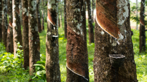 hevea brasiliensis tree tapping latex