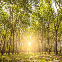 hevea brasiliensis tree farm with sun setting