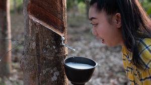 girl looking at latex from rubber tree