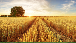 Corn field with setting sun and old tree in background